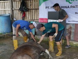 Pertamina Patra Niaga Regional Kalimantan Sembelih 104 Hewan Kurban