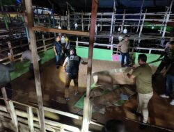Tim Gabungan TNI-Polri Bongkar Arena Judi Sabung Ayam di Samboja Barat