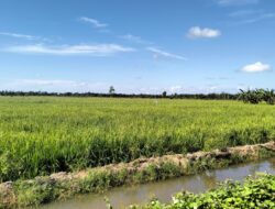 Petani di Babulu Masih Terkendala Irigasi, Ini Solusi Wakil Ketua DPRD PPU