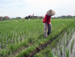 Sawah Jadi Destinasi Wisata, Bukit Biru Tawarkan Agrowisata Edukatif