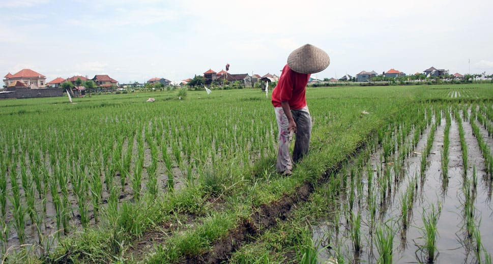 Area persawahan di kawasan Bukit Biru, Kukar.
