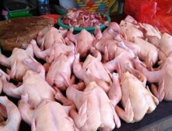 Harga Ayam Melonjak, Pemkab Kukar Awasi Pasokan dan Cegah Penimbunan