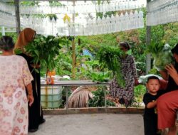 Kampung Iklim Proklim Semarak Muara Rapak Raih Keberhasilan dengan Panen Sawi Hidroponik