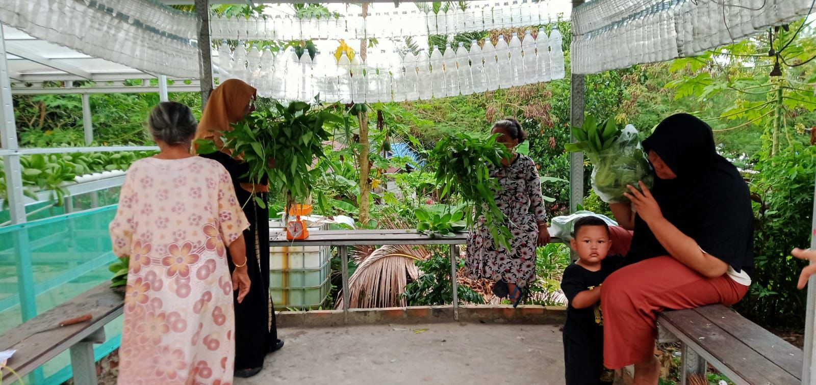 Warga sukses panen sawi hidroponik sebagai bagian dari program ketahanan pangan di Green House RT 55, Kelurahan Muara Rapak, Balikpapan Utara.