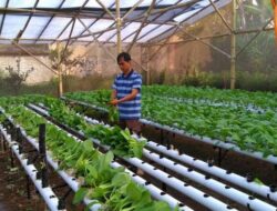 Samboja Barat Unggul Jadi Sentra Hidroponik Kaltim