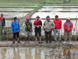 Petani Bangun Rejo Kini Gunakan Rice Transplanter, Produktivitas Siap Naik