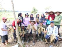 Panen Raya Desa Mulawarman, Petani Buktikan Desa Bisa Mandiri Pangan