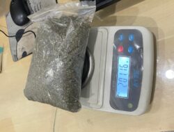 Satgas Damai Cartenz Tembak Mati Anggota KKB, Ungkap Kebun Ganja Milik Egianus