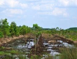 10 Desa di Kukar Dapat Dana dari Proyek Karbon, Skema Baru Pendanaan Berbasis Lingkungan