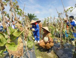Panen Raya Melon, Wujud Sinergi PT KPI dan Warga Giri Mukti Bangun Ketahanan Pangan