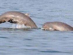 Habitat Terancam, DKP Kukar Peringatkan Risiko Serius terhadap Populasi Pesut Mahakam