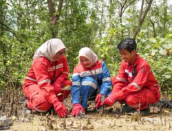 Kolaborasi Hijau: PT KPB dan Warga Tanam 600 Bibit Mangrove di PPU