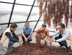 PLN UIP KLT Bangun Sentra Rumput Laut Modern, Petani Kini Bebas dari Risiko Cuaca