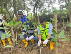 Jaga Alam dari Pesisir ke Daratan, PAMA BPOP Tanam Mangrove hingga Pohon Buah untuk Warga