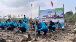 Pesisir Kariangau Berubah, Pemulihan Mangrove Kembali Digencarkan